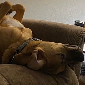 Meet your Posher, Pamela